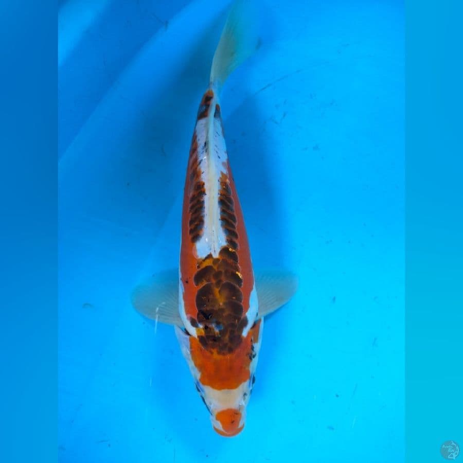 Shusui punuk M30