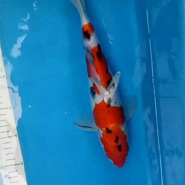 Male 32 cm