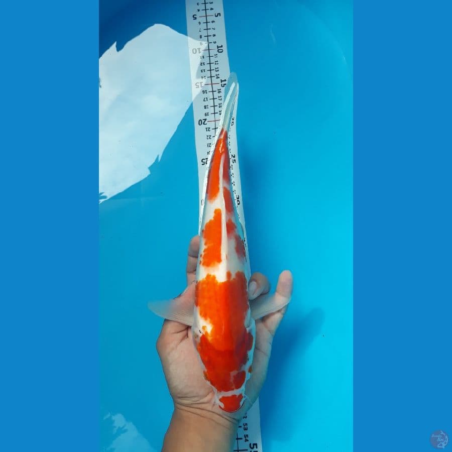Kohaku Kuchibeni/F/32cm