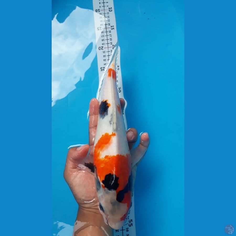 Showa Tategoi/32cm