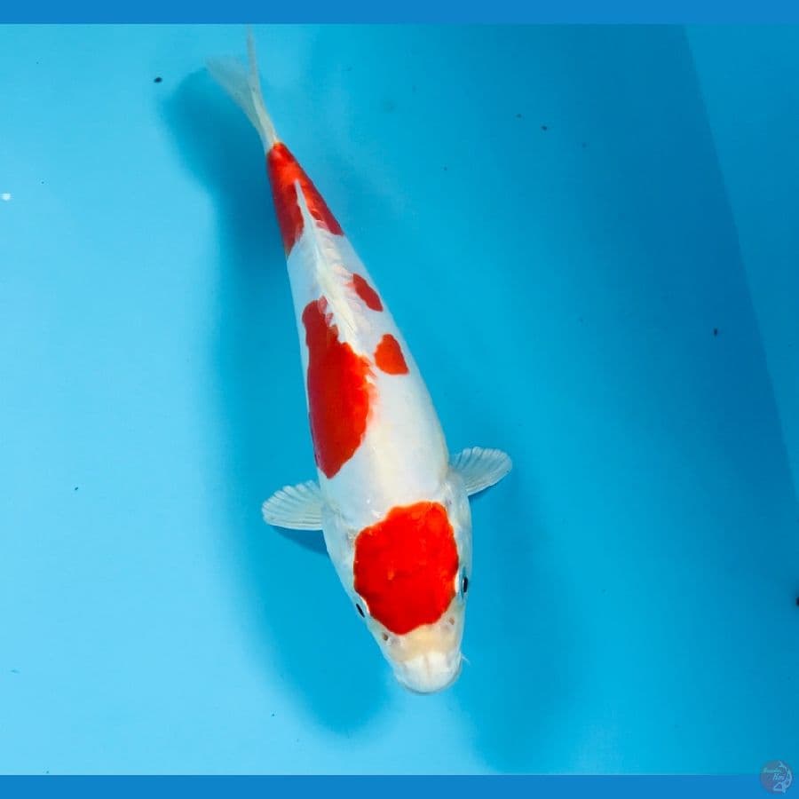 kikushui, 21 cm