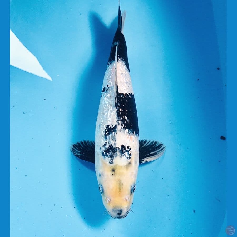 shiro ginrin, 33 cm