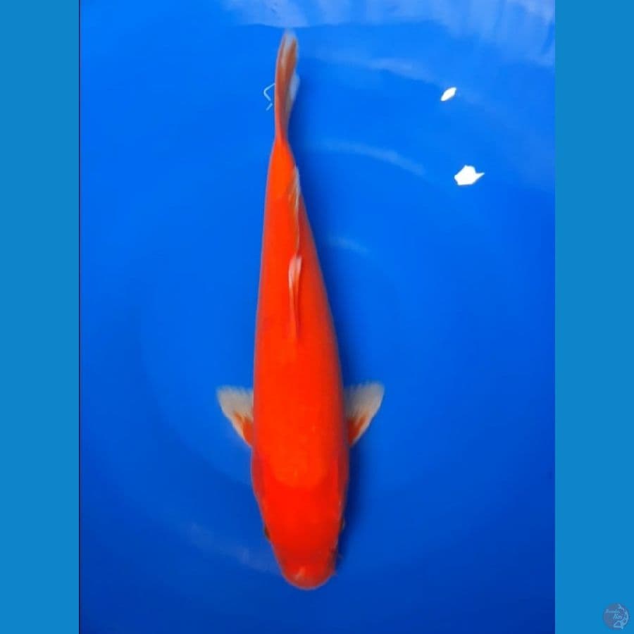 aka hajiro 40cm