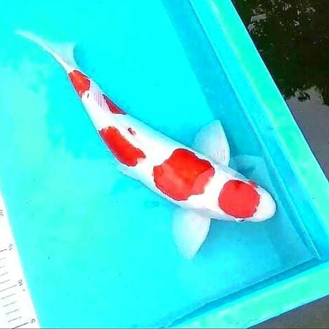 Kohaku 45cm