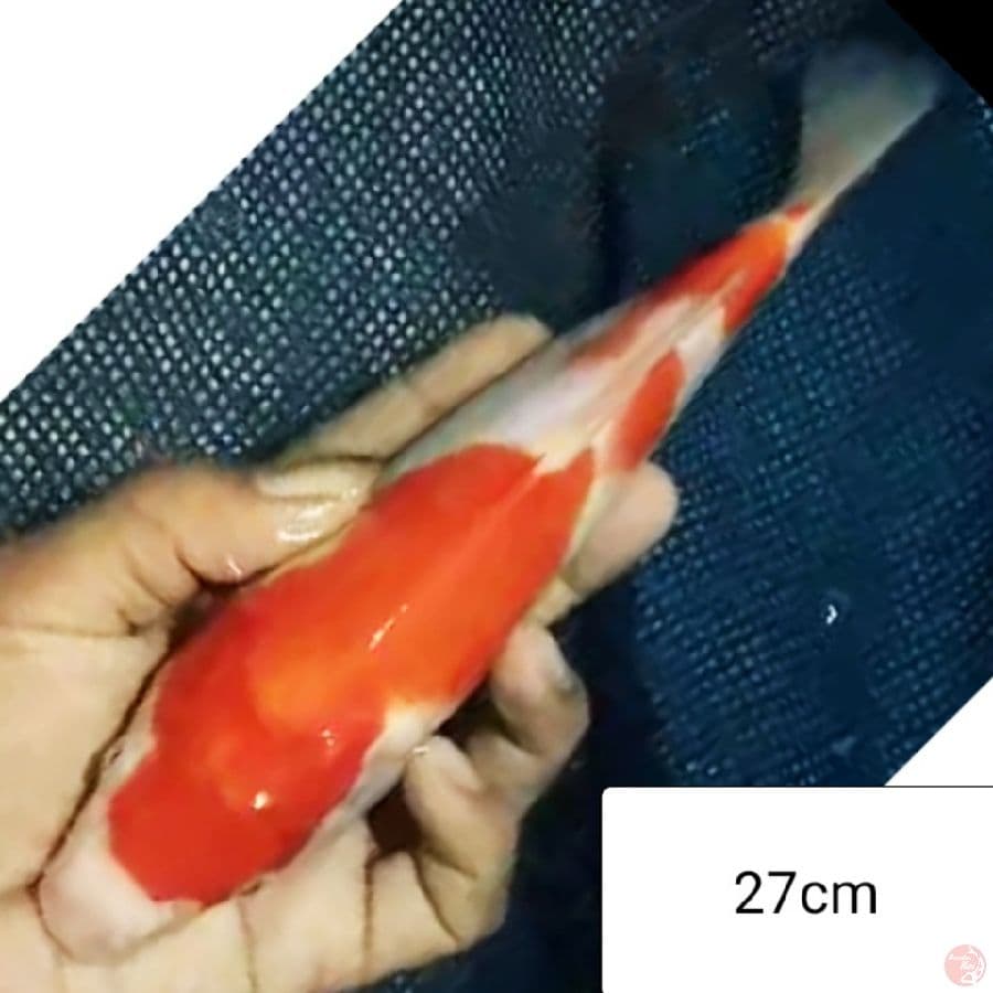 KOHAKU