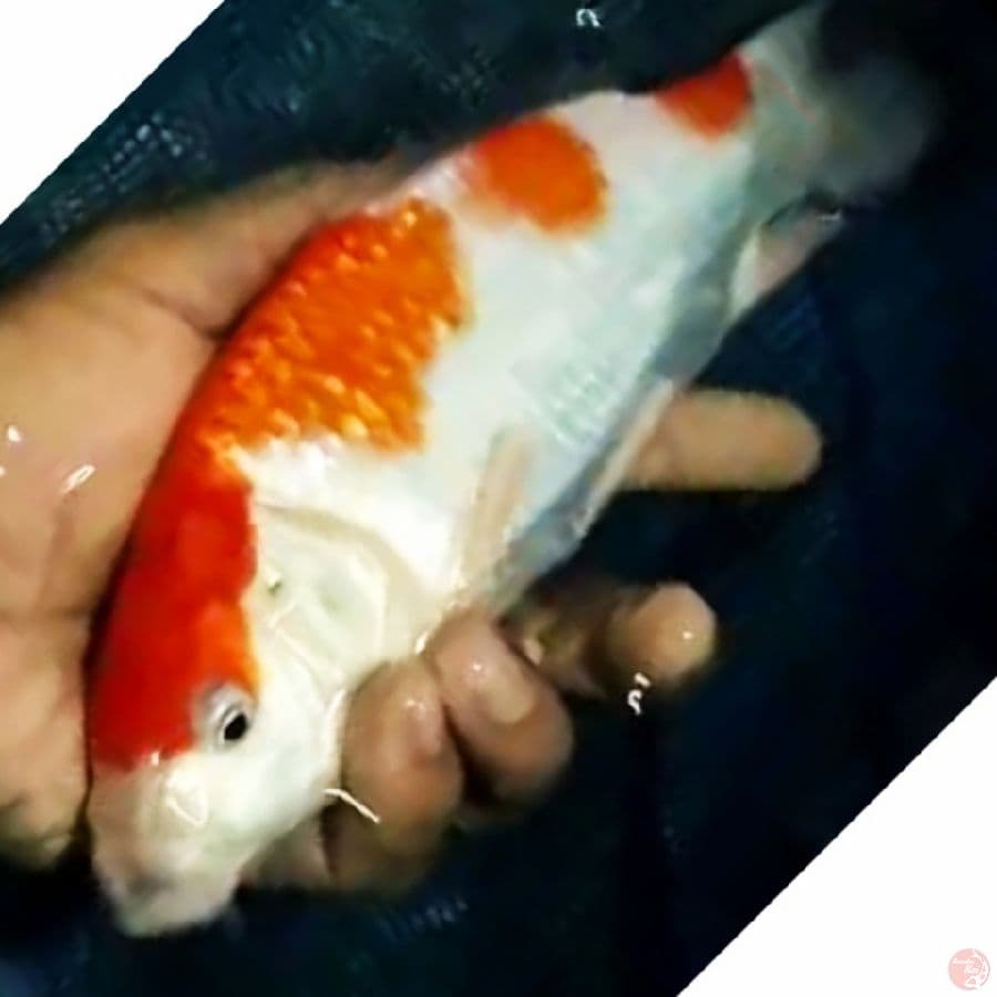 KOHAKU
