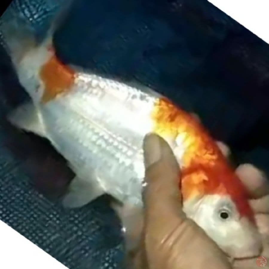 KOHAKU