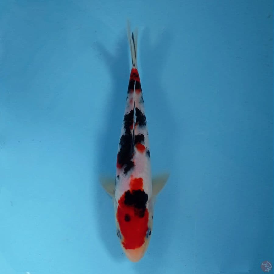 sanke, 23 cm