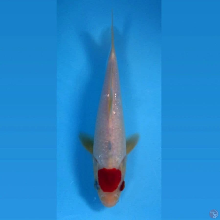 tancho, 23 cm