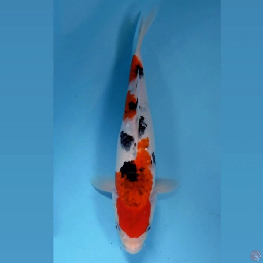 koromo sanke, 32 cm