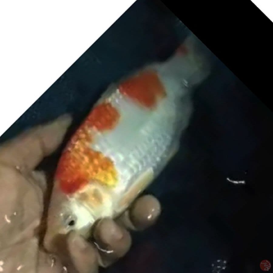 kohaku