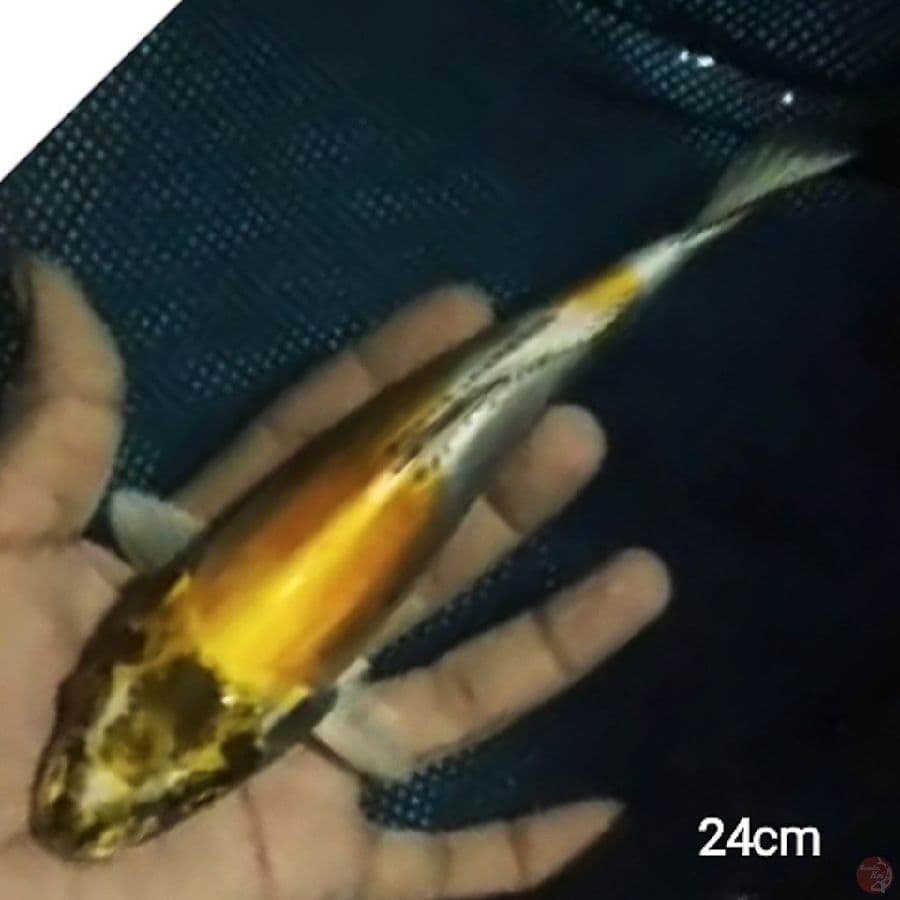 lemon kiko