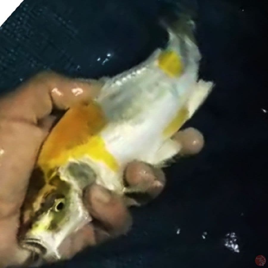 lemon kiko