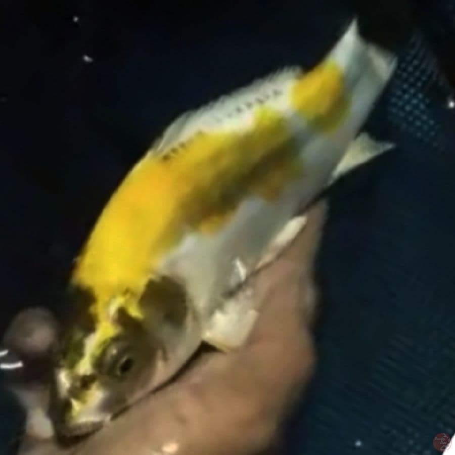 lemon kiko