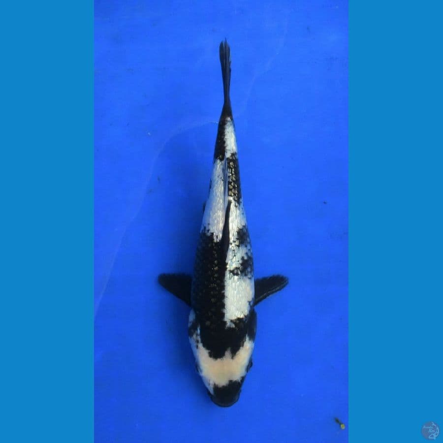 shiro ginrin ±25 bu