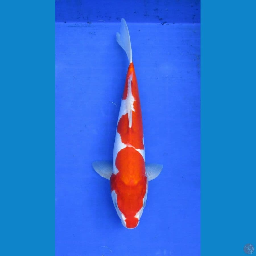kohaku doit ±35 bu