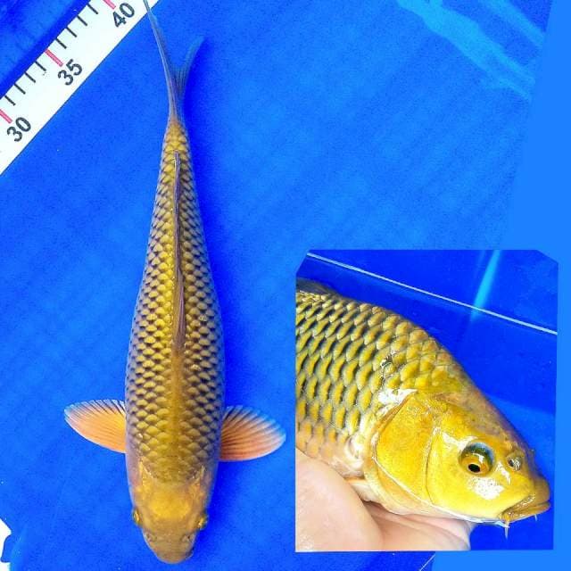 Chagoi punuk
