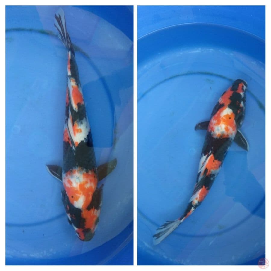 Showangar 35cm/male