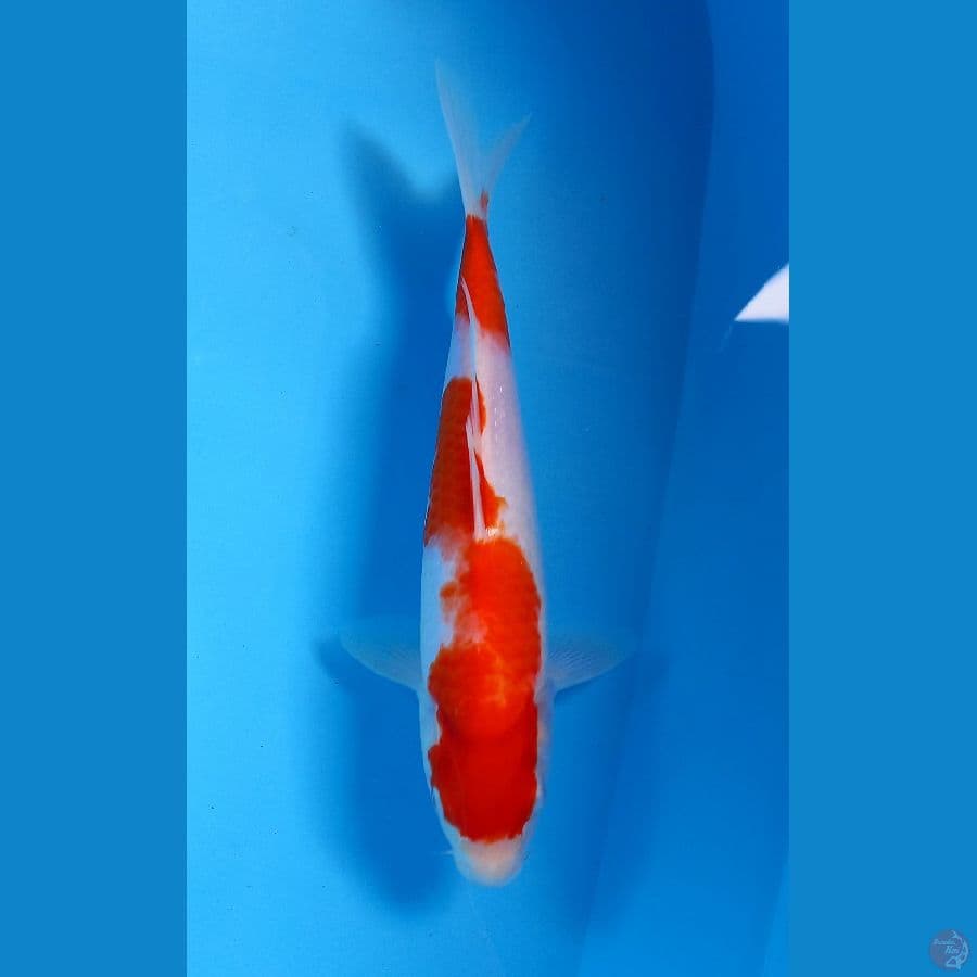 kohaku 28cm