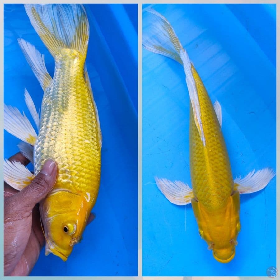 kumpay ogon PUNUK 34CM