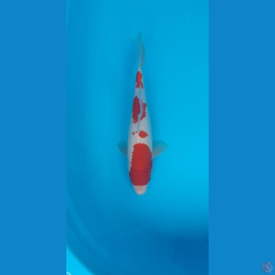 Quality kohaku