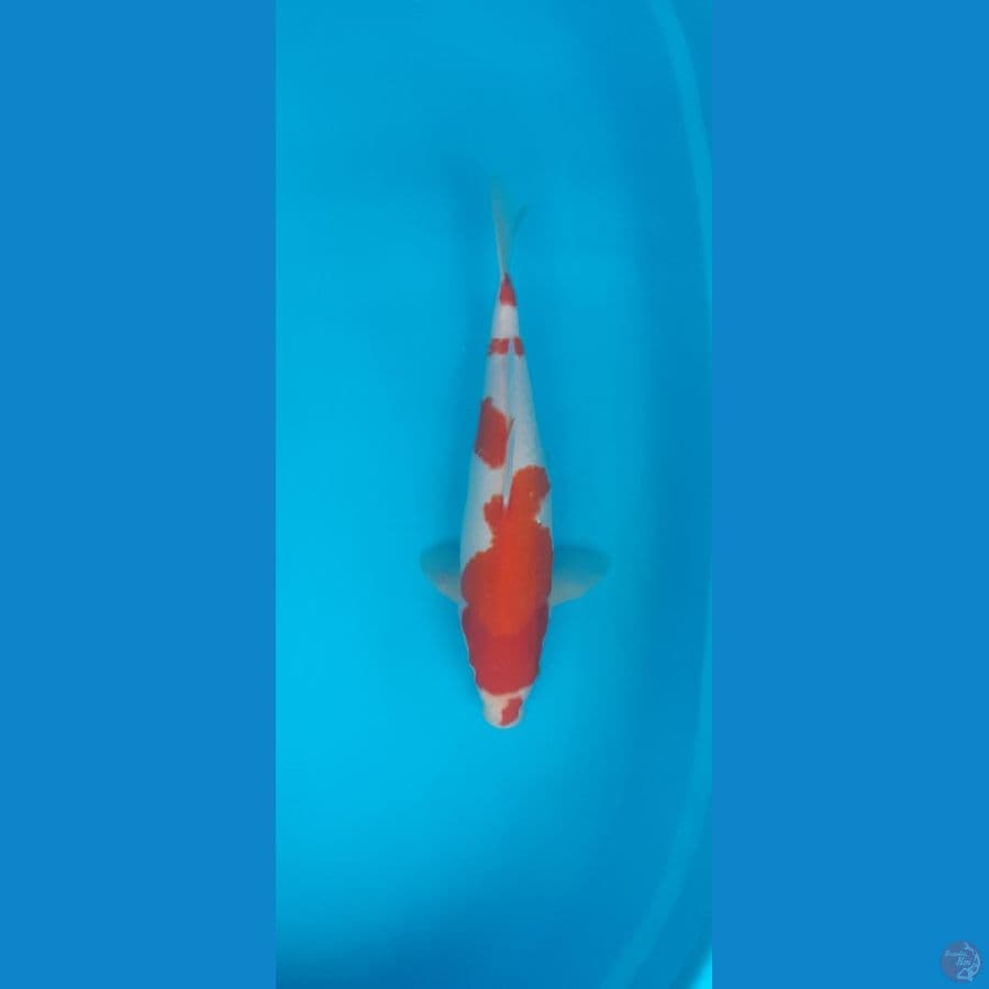 kucibeni kohaku