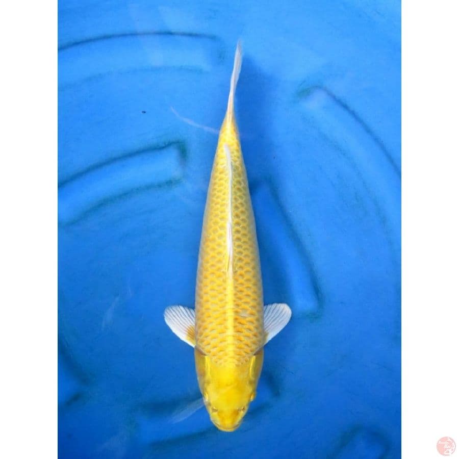 42cm , Jumbo Ogon