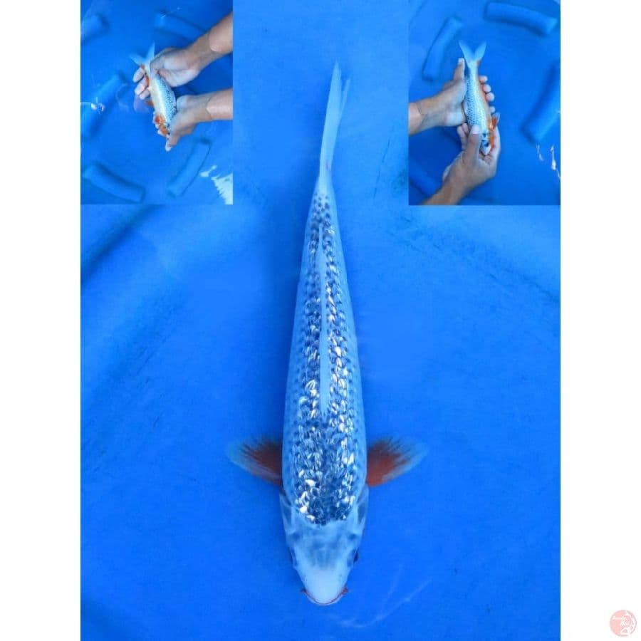 24cm , Asagi Ginrin