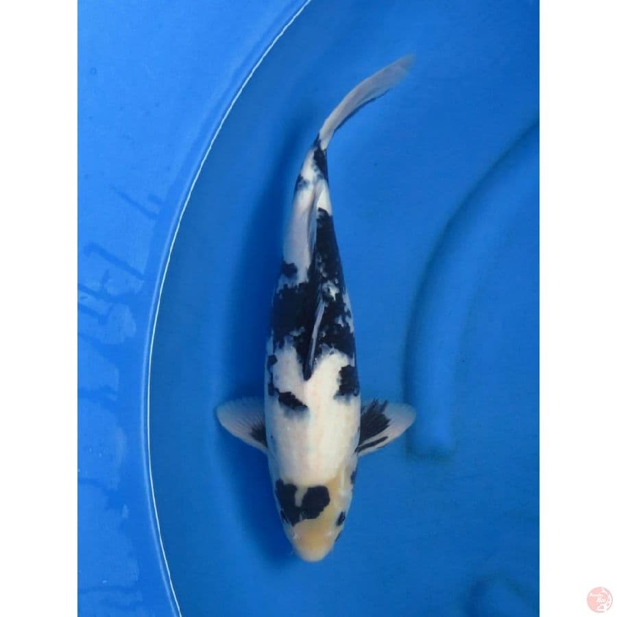 43cm , Jumbo Shiro
