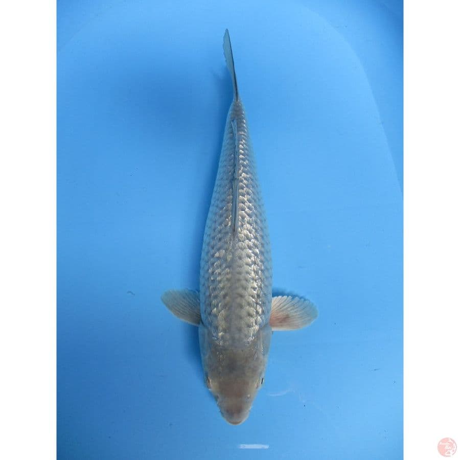 soragin 32cm