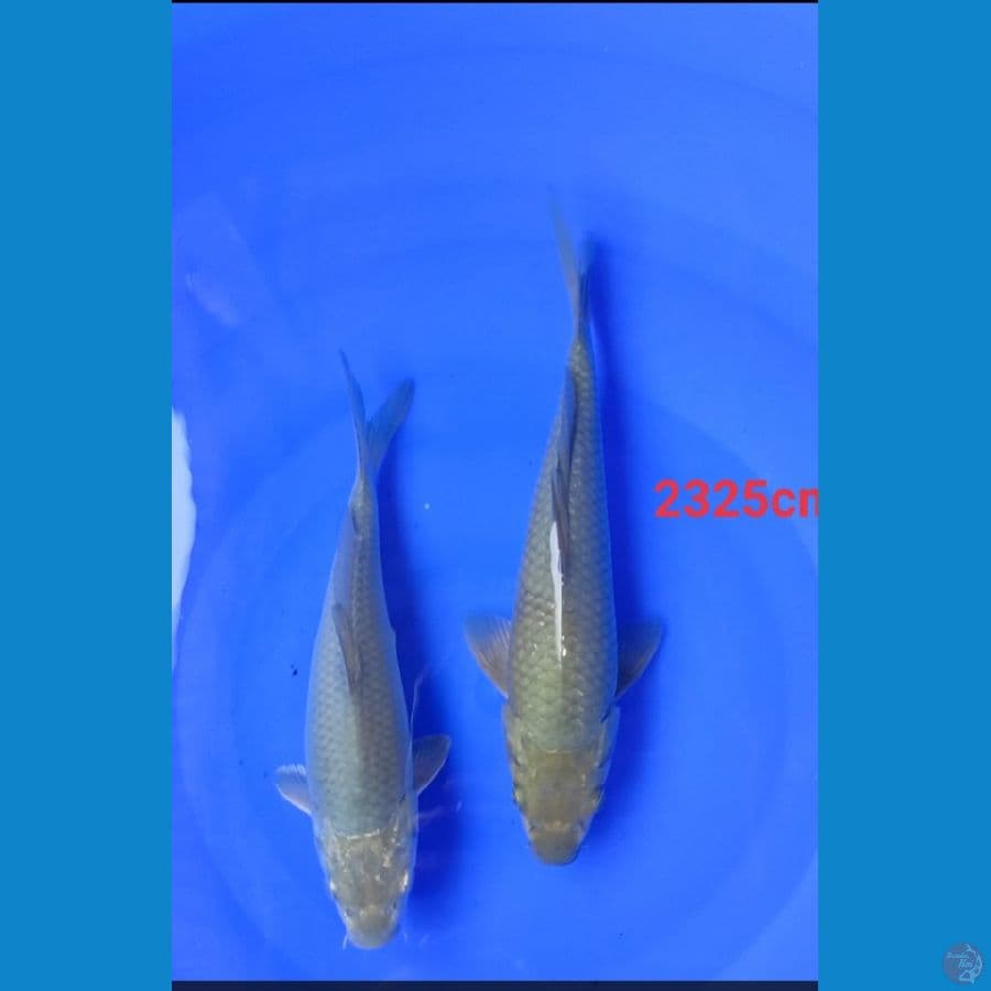 soragoi 23,25cm