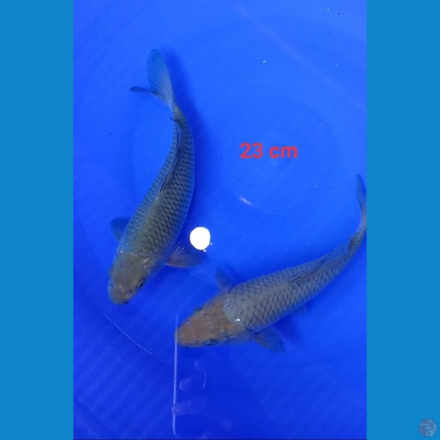 soragoi munuk 23 cm