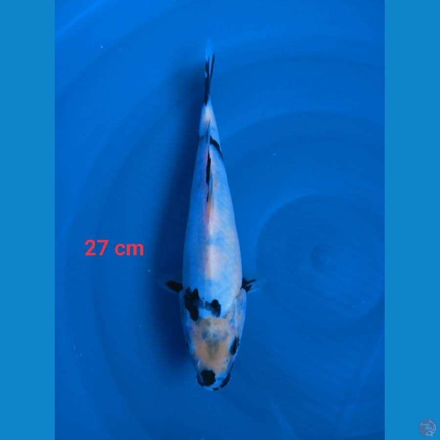 shiro 27 cm sumi punuk