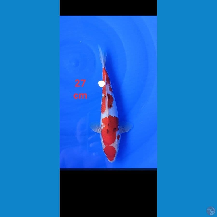 maruten sanke 27 cm