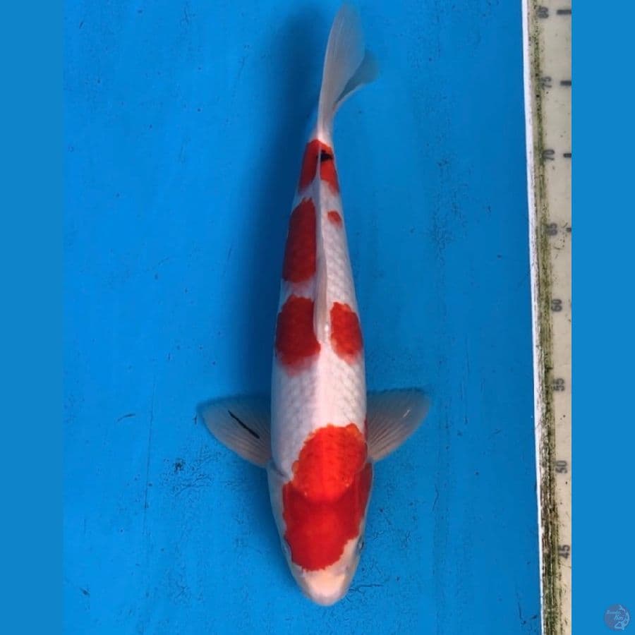 sanke tategoi 35cm