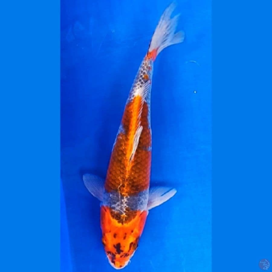 Red goshiki 32cm