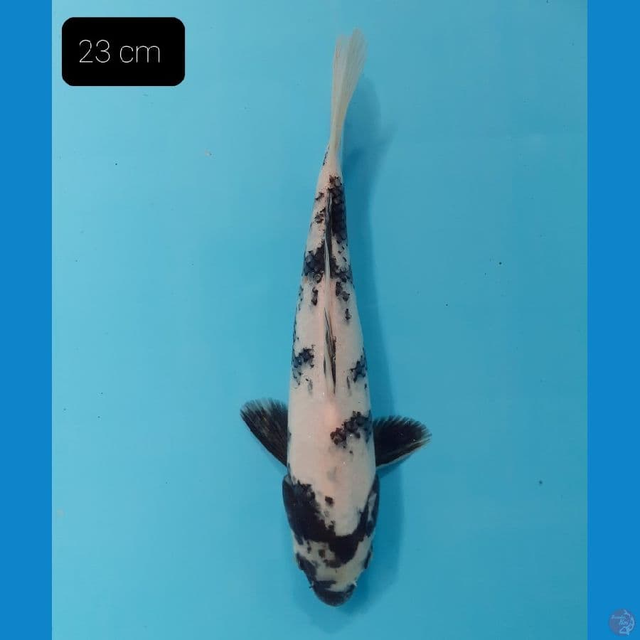 Shiro 23 cm