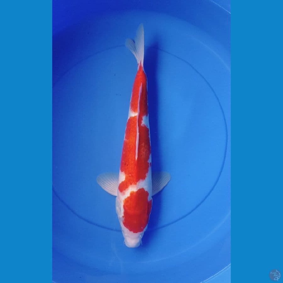 KOHAKU 39CM/M