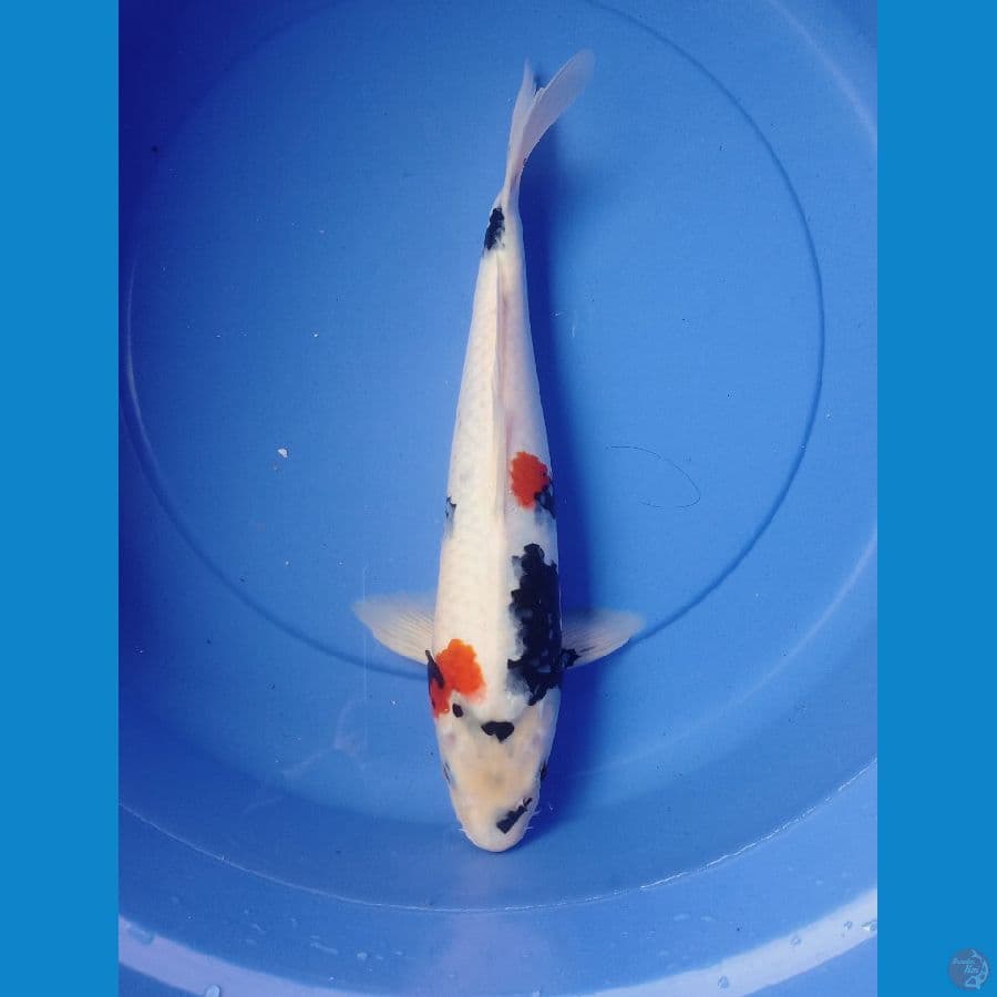 SHOWA 37CM/M