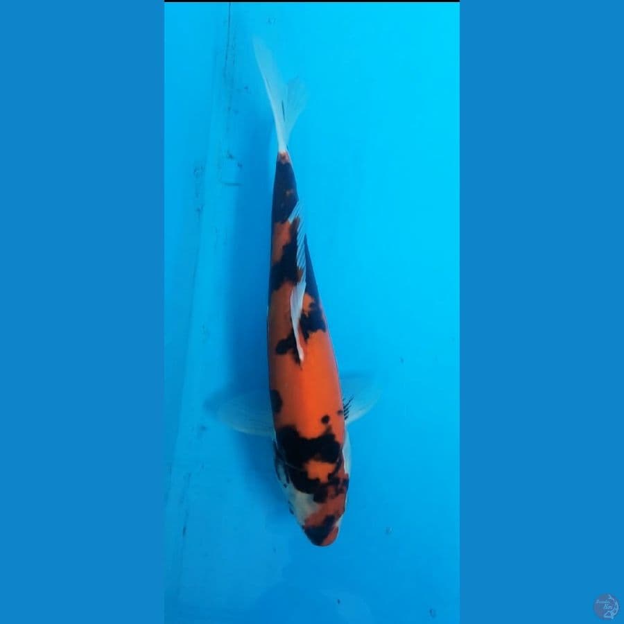 showa doitsu 28cm/male