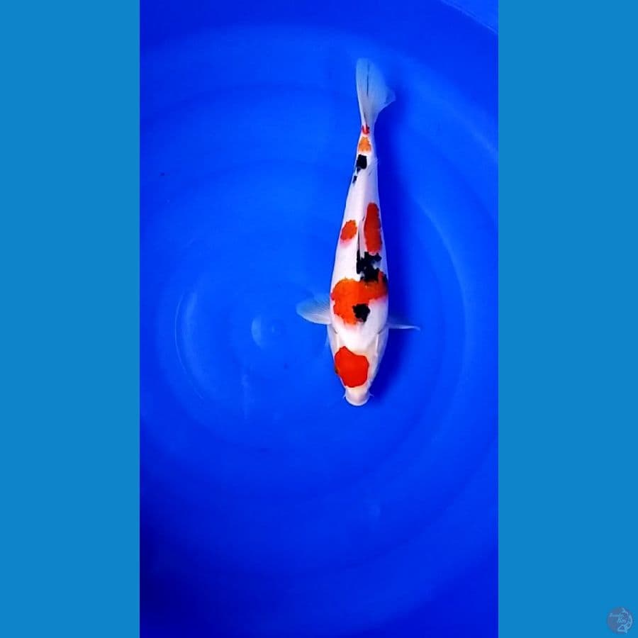Taisho Sanke,, 35cm.
