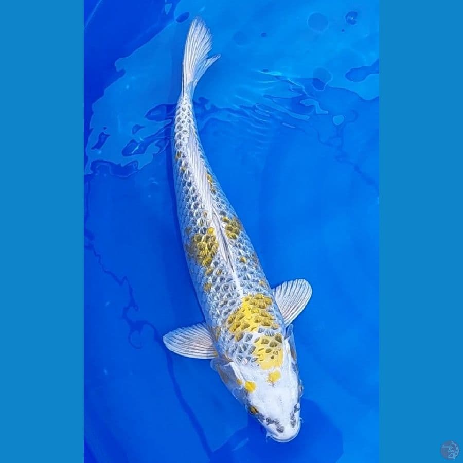 yellow kujaku full ginrin 43cm
