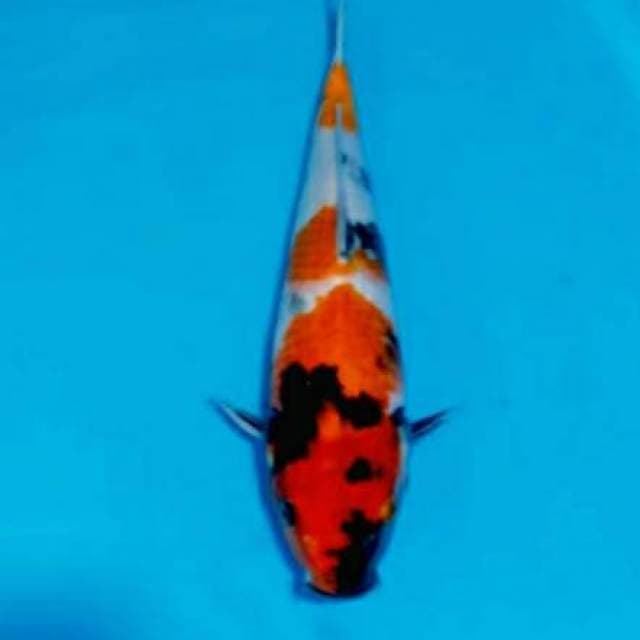 Showa 3 step 34cm
