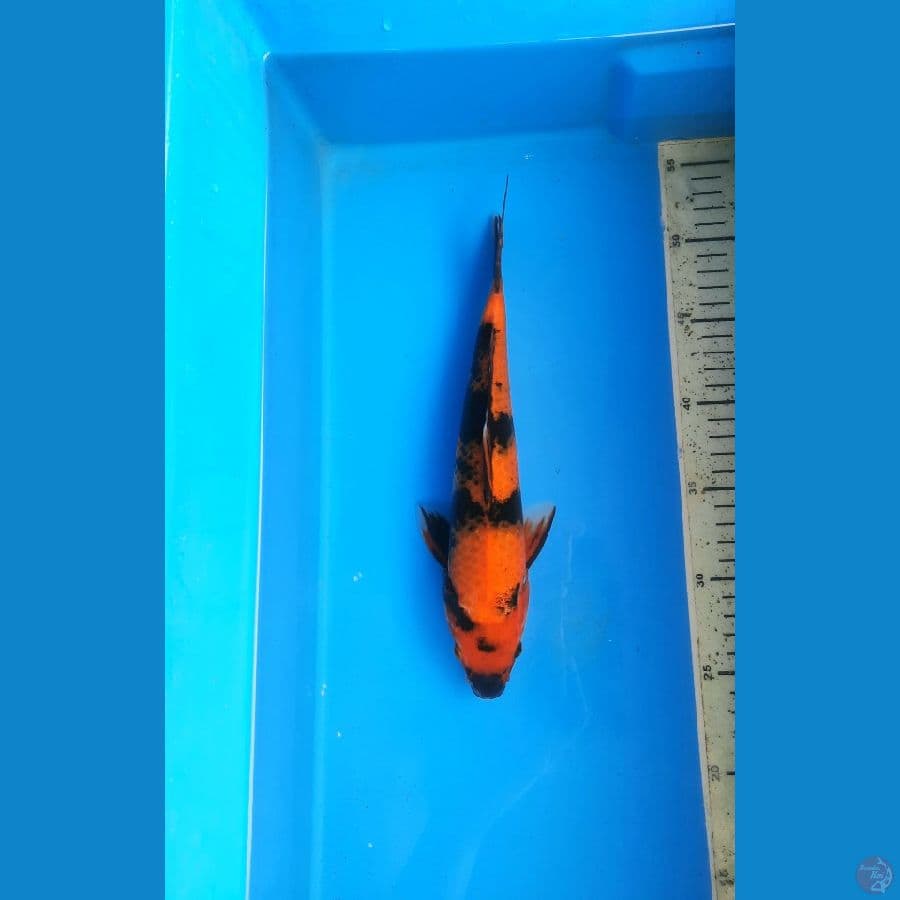 Utsuri 28cm