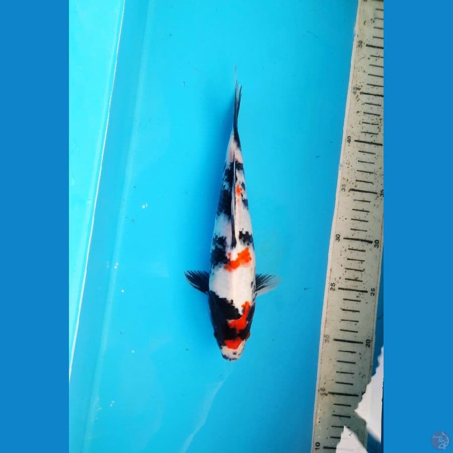 Maruten showa 27cm