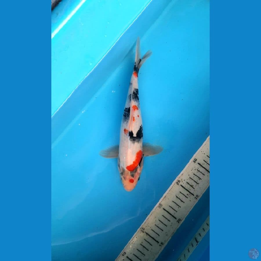Tategoi showa 24cm