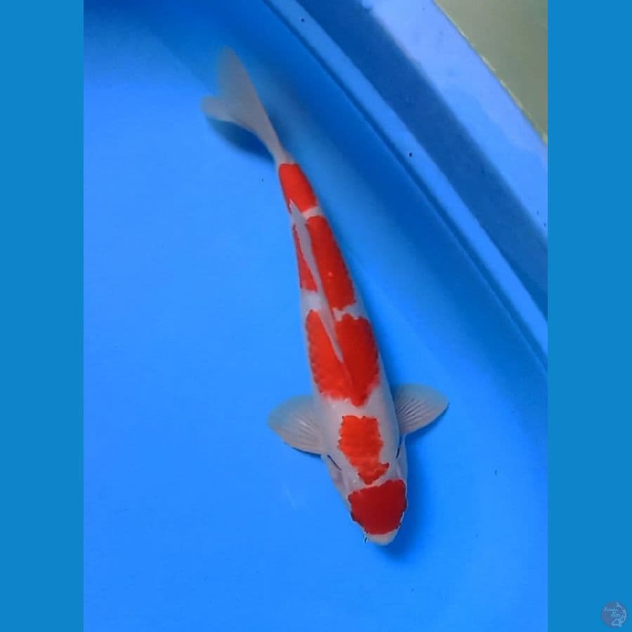 maruten kohaku