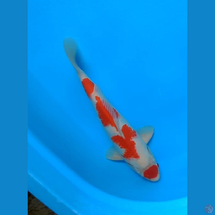 maruten kohaku