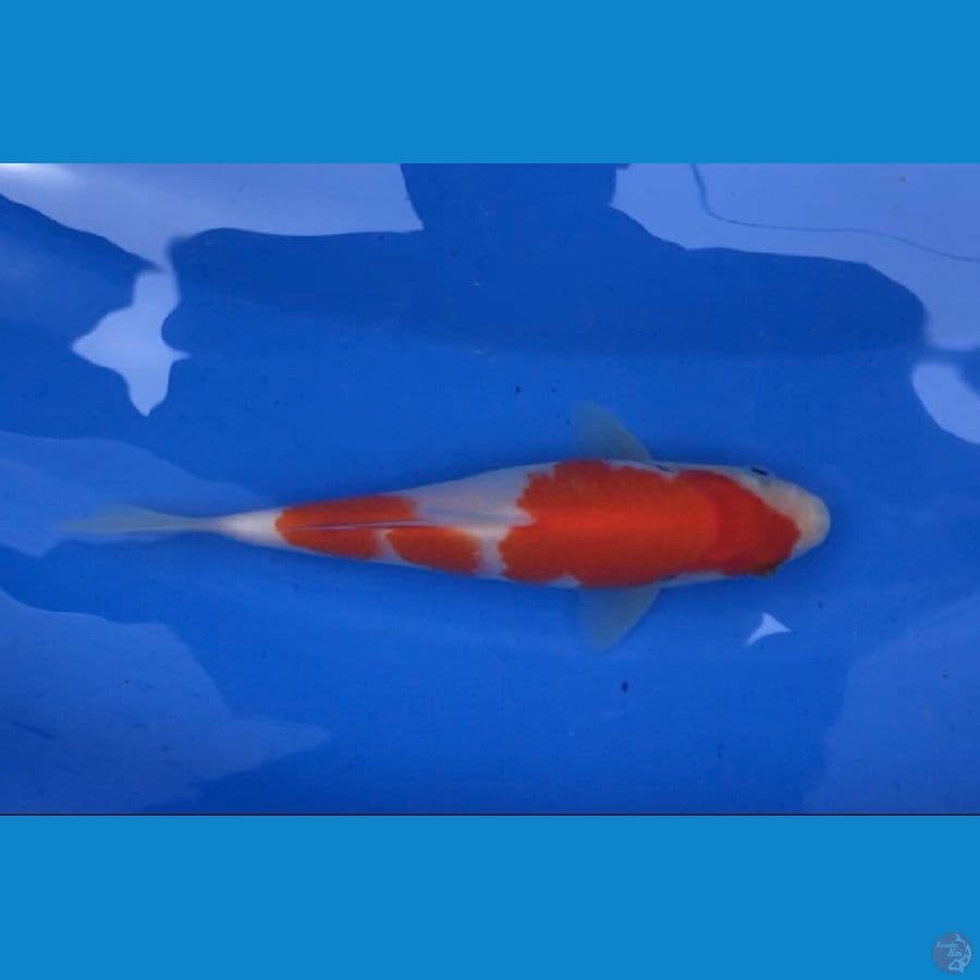 Kohaku prestasi