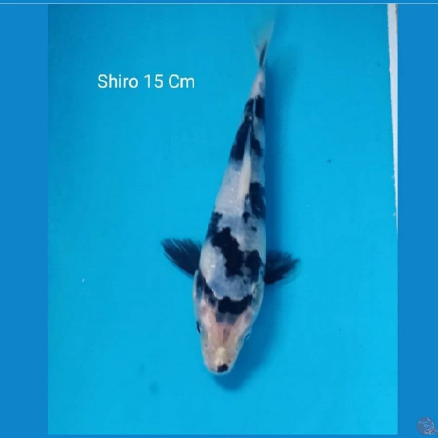 orion Shiro HQ